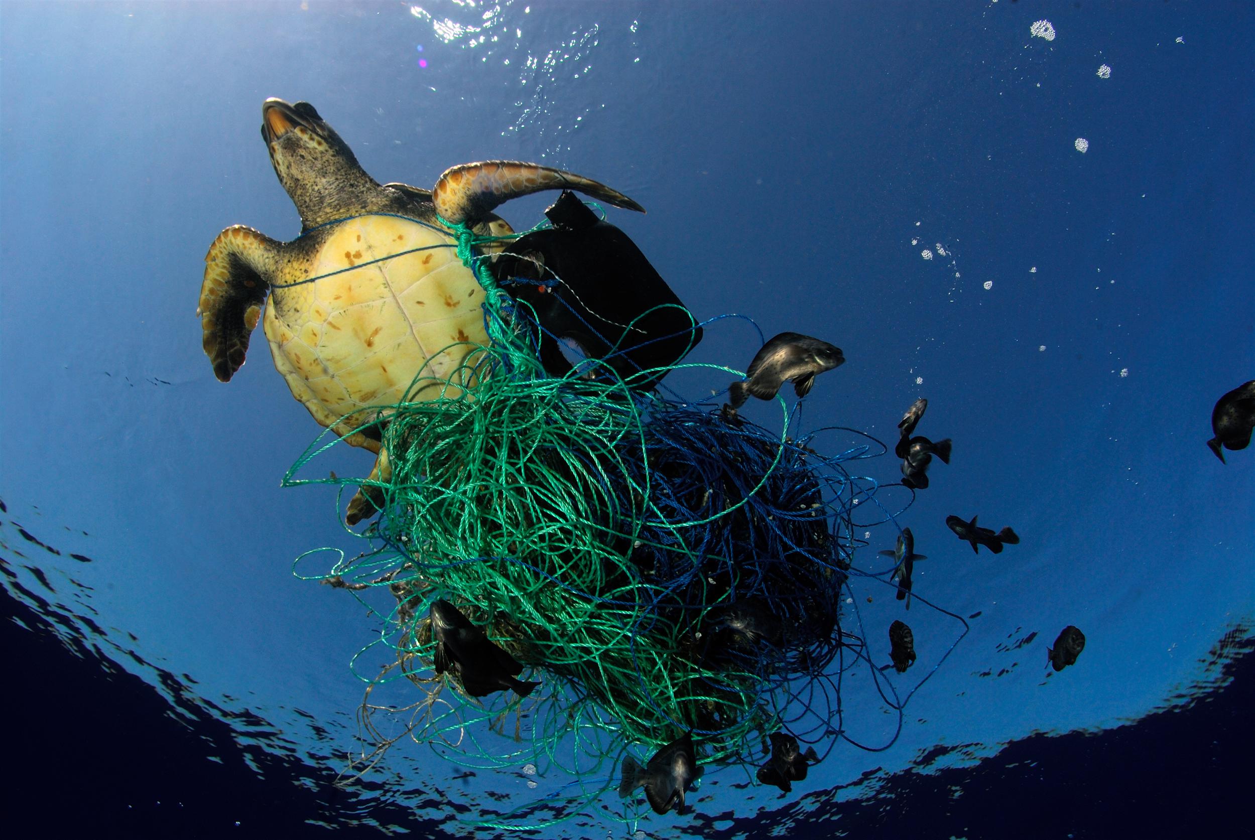 Экологические тихого океана. Загрязнение мирового океана. Морские животные в мусоре. Экология морей и океанов. Загрязнение морей и океанов.